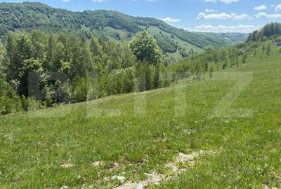 Teren de 1000 mp, în Muntele Băișorii
