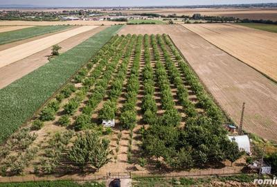 Teren de 25000 mp, în Macea - 1