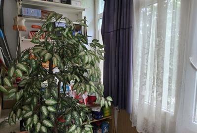 Apartament cu 2 camere în Pajura - 17