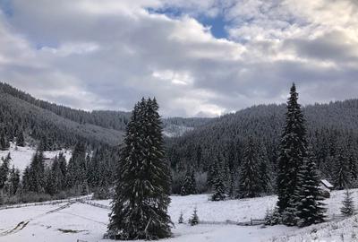 Teren de 6000 mp, în Panaci - 6