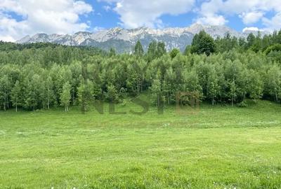 Teren de 12150 mp, în Plaiul Foii