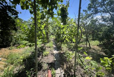 Casă individuală cu 8 camere cu Teren 739 Mp în Mehala - 14
