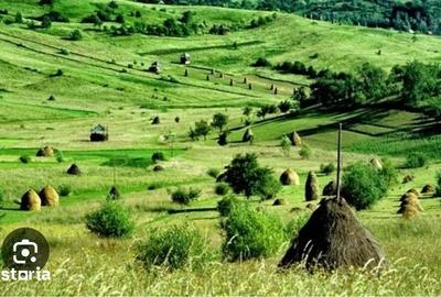 Teren de 156600 mp, în Central