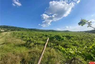 Teren de 185000 mp, în Șiria - 4