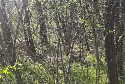 Teren de 9979 mp, în Rediu (Răuseni) - 3