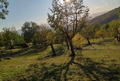 Teren de 2000 mp, în Brusturi