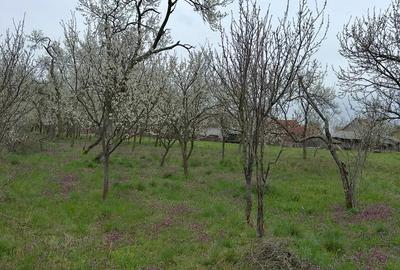 Teren de 4138 mp, în Babșa - 5