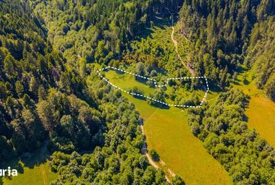 Teren de 6000 mp, în Brădet