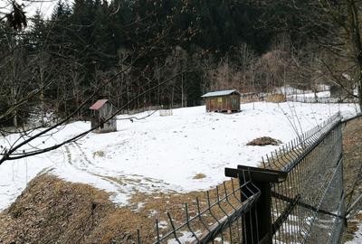 Teren Construcții extravilan de 3386 mp, în Borca - 1