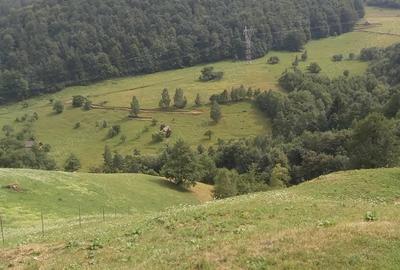 Teren de 10000 mp, în Moieciu - 3