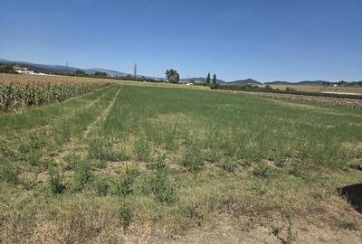 Teren de 5800 mp, în Central