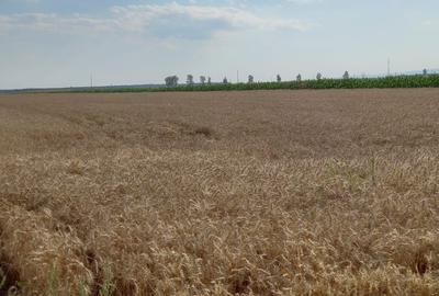 Teren de 12000 mp, în Țintești - 1