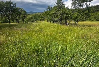 Teren extravilan de 60000 mp, în Mehadia - 2