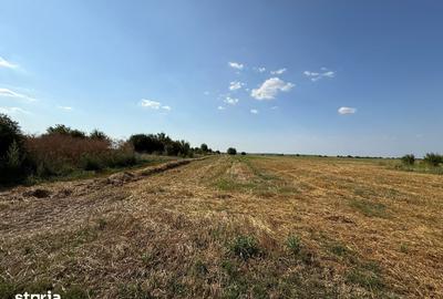 Teren de 5000 mp, în Mogoșoaia