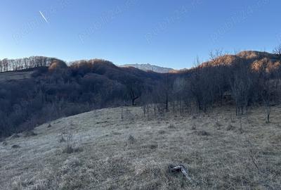 Teren de 4000 mp, în Gurguiata - 2