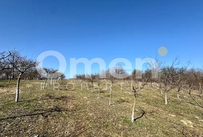 Teren agricol intravilan de 5800 mp, în Berința - 2