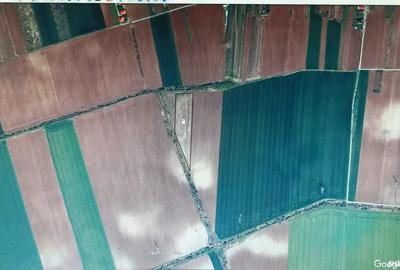 Teren de 8000 mp, în Moara Vlăsiei - 3
