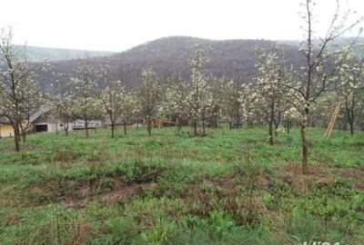 Teren de 4000 mp, în Tutana - 8