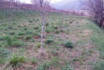 Teren de 2000 mp, în Alexandru cel Bun - 2