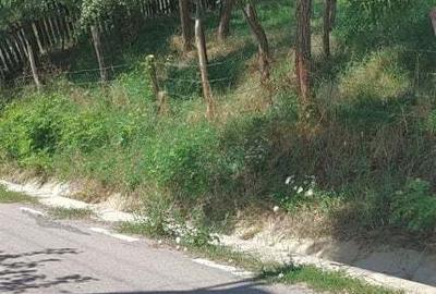 Teren de 2030 mp, în Rădăcinești - 9