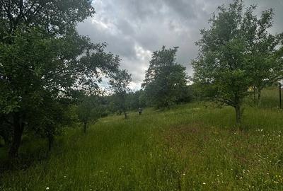 Teren de 30 mp, în Preluca Veche - 9