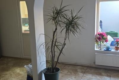 Casă cu 3 camere cu Teren 120 Mp în Rahova