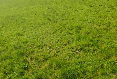 Teren Construcții intravilan de 1000 mp, în Meteș - 13