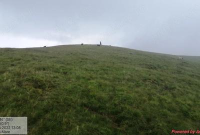Teren de 960000 mp, în Padeș