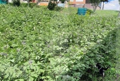 Casă individuală cu 3 camere cu Garaj în Dâmbul Rotund - 5