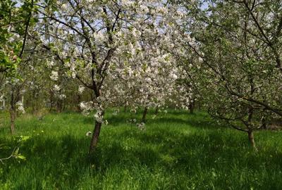 Casă individuală cu 7 camere cu Teren 2000 Mp în Breaza de Jos - 6