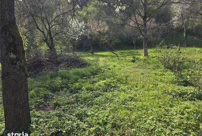 Casă cu 3 camere cu Teren 3748 Mp în Nădrag - 8
