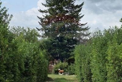 Casă individuală cu 3 camere cu Teren 5063 Mp în Uzunu - 9