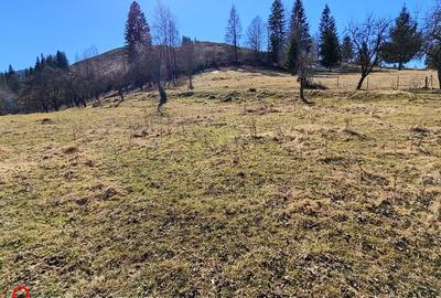 Teren Construcții intravilan de 8000 mp, în Pojorâta - 2