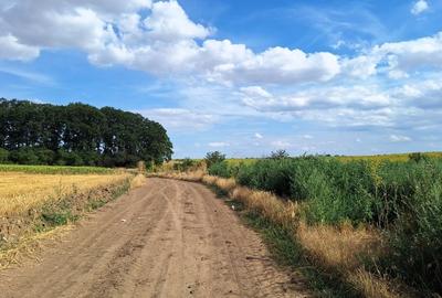 Teren agricol extravilan de 7961 mp, în Frumușani - 2