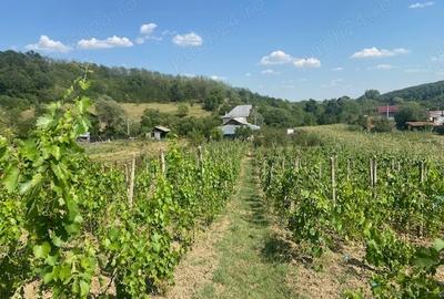 Casă cu 5 camere în Carcadiești - 4