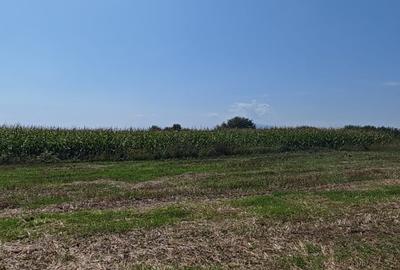 Teren agricol intravilan de 35000 mp, în Hălchiu - 5