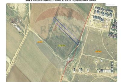 Teren Construcții intravilan de 5000 mp, în Dobroești - 4