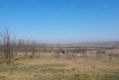 Teren de 3000 mp, în Boju - 5