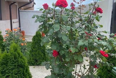 Casă cu Teren 200 Mp în Jilava