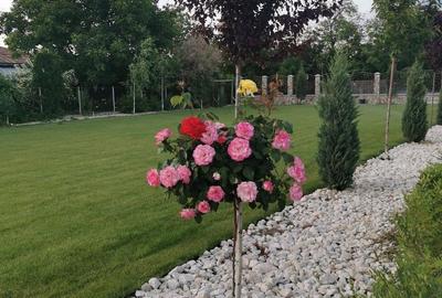 Casă cu 4 camere cu Teren 7000 Mp în Ulmi - 3