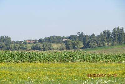 Teren agricol extravilan de 50000 mp, în Frătăuții Noi - 1