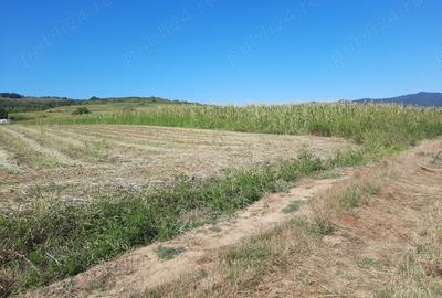Teren de 2500 mp, în Berzasca - 6