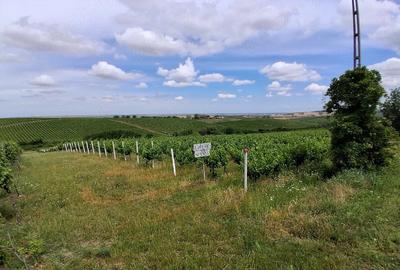 Teren de 11000 mp, în Măderat - 2