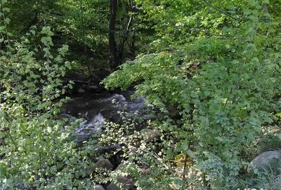 Teren de 5500 mp, în Pietroasa - 4