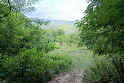 Teren extravilan de 5000 mp, în Șotrile - 4