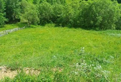 Teren de 3500 mp, în Muntele Băișorii - 6