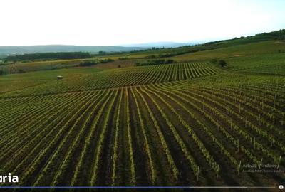 Teren agricol extravilan de 165000 mp, în Est - 6