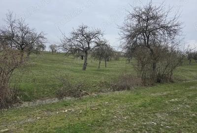 Teren de 9130 mp, în Jiblea Veche - 3