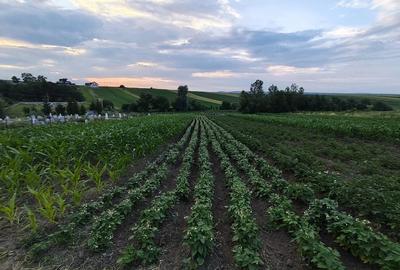 Teren de 2600 mp, în Udești - 2