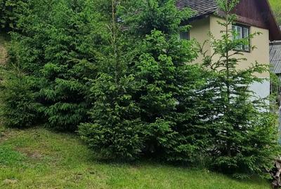Teren de 4800 mp, în Căpâlna - 2